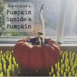 pumpkinpicmonkey
